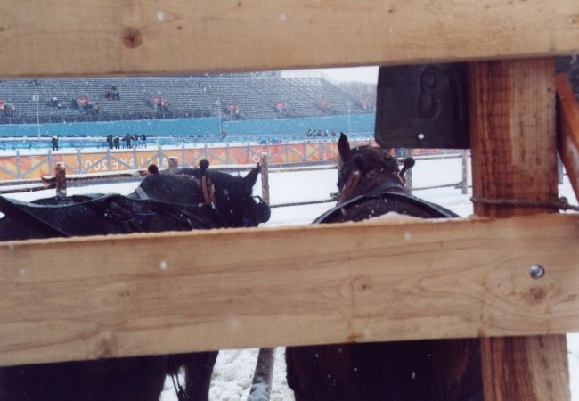 Sleigh Ride at Soldier Hollow